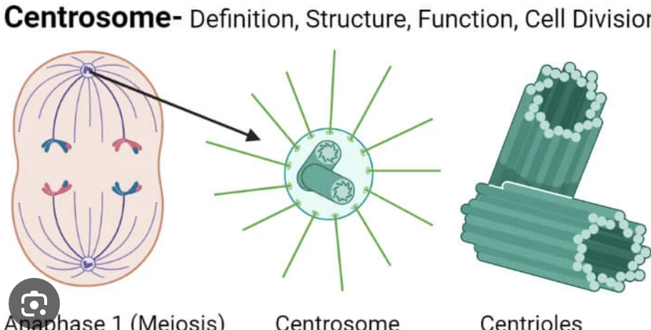 <p>Centromes</p>