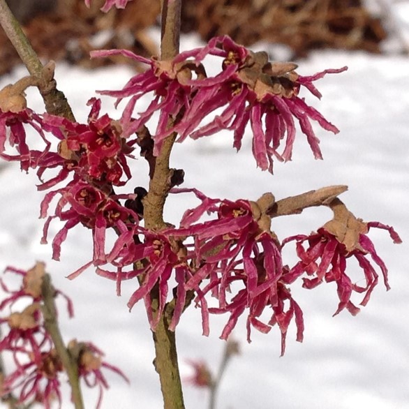 <p>blooms after leaves are gone</p>