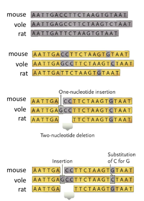 <ul><li><p><span style="background-color: inherit; line-height: 19.55px; color: windowtext;">Different specific regions in DNA are relevent for different groups of organisms</span><span style="line-height: 19.55px; color: windowtext;">&nbsp;</span></p></li><li><p><span style="background-color: inherit; line-height: 19.55px; color: windowtext;">Sequence of DNA must be lined up in the same positions of base pairs</span><span style="line-height: 19.55px; color: windowtext;">&nbsp;</span></p><ul><li><p class="Paragraph SCXO3123178 BCX0" style="text-align: left;"><span style="background-color: inherit; line-height: 19.55px; color: windowtext;">Look for differences in ACGT</span><span style="line-height: 19.55px; color: windowtext;">&nbsp;</span></p></li><li><p class="Paragraph SCXO3123178 BCX0" style="text-align: left;"><span style="background-color: inherit; line-height: 19.55px; color: windowtext;">Find positions that have changed to different nucleotide state, deleted, or inserted</span><span style="line-height: 19.55px; color: windowtext;">&nbsp;</span></p></li><li><p class="Paragraph SCXO3123178 BCX0" style="text-align: left;"><span style="background-color: inherit; line-height: 19.55px; color: windowtext;">The more differences --&gt; the more distantly related</span><span style="line-height: 19.55px; color: windowtext;">&nbsp;</span></p></li></ul></li></ul><p></p>
