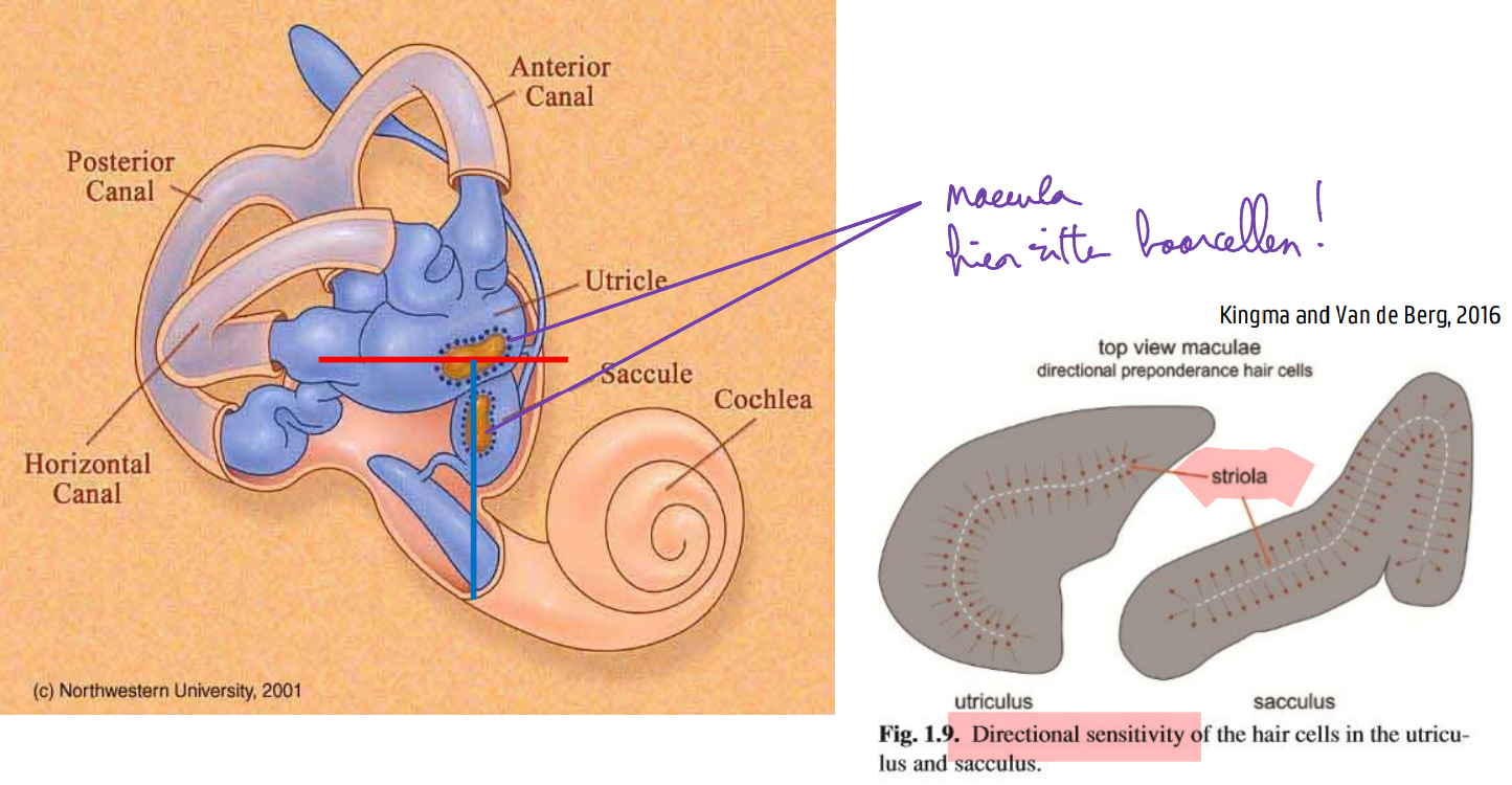 <ul><li><p>De maculae zijn:</p><ul><li><p>S-vormig (sacculaire macula) en U-vormig (utriculaire macula)</p></li><li><p>niet perfect vlak =&gt; sensitief voor lineaire acceleraties in meer dan 1 richting (itt HCK)</p></li><li><p>in zekere mate ook gevoelig voor rotaties (door centrifugale kracht)</p></li></ul></li><li><p>Haarcellen (type I &amp; II) en steuncellen</p></li><li><p>Stereocilia en één kinocilium</p></li><li><p>Gelatineuze massa (otolietenmembraan)</p></li><li><p>Otolieten (calciumcarbonaat kristallen)</p></li></ul><p>Utriculus</p><ul><li><p>Naso-occipitale en interaurale versnellingen (horizontaal)</p></li><li><p>Hoofdtilt</p></li><li><p>naar striola toe</p></li></ul><p>Sacculus</p><ul><li><p>Verticale versnellingen</p></li><li><p>Zwaartekracht</p></li><li><p>van striola weg</p></li></ul><p>polariteit verandert rond striola!</p><p>De otolietorganen werken hierdoor ook volgens een ‘push-pull’-principe, waarbij depolarisatie aan één zijde van de macula gepaard gaat met hyperpolarisatie van het andere deel</p><p>lineaire versnellingen =  zware otolietenmembraan achterop blijft, waardoor de trilharen afbuigen en er prikkeling van de zenuwvezels ontstaat</p>