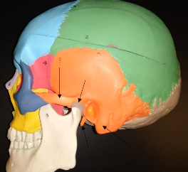 <p>What is bone (middle of the orange region)?</p>