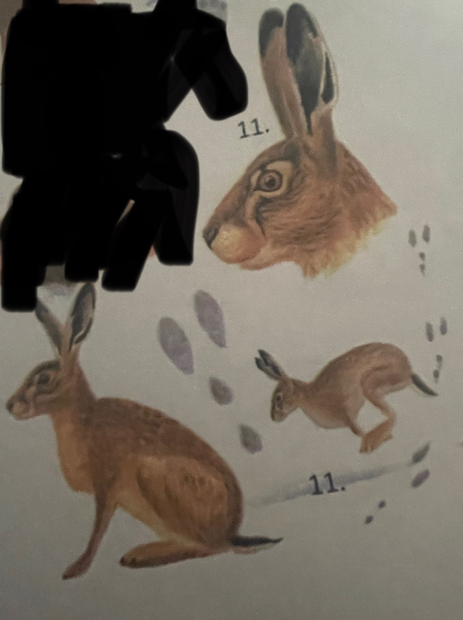<p>mikä eläin</p>
