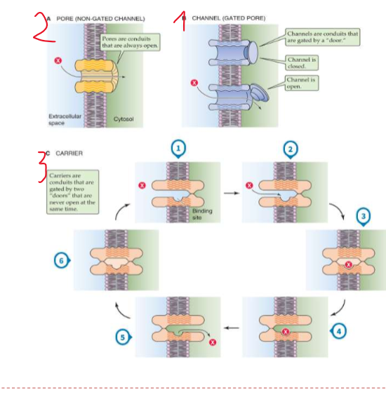 <ol><li><p>kanalen (schakelmechanisme) → snel</p></li><li><p>porie (geen schakelmechanisme) → snel</p></li><li><p>uniporters/carriers (conformatieverandering) → traag</p></li></ol><p></p>