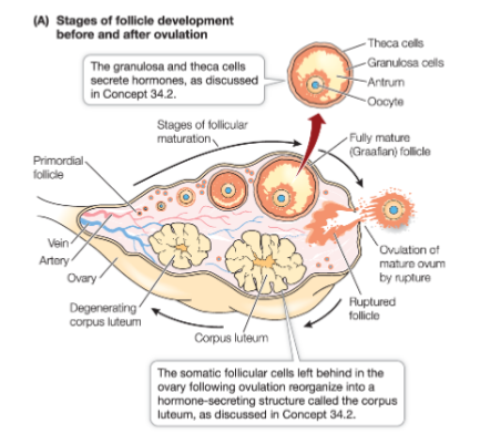 <p>ovarian follicle </p><p>ovulation </p>