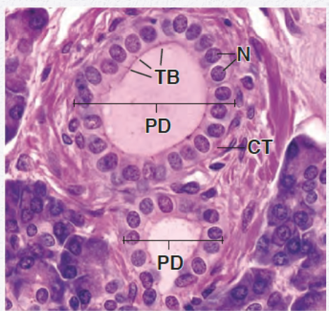 <p>Identify the Epithelium</p>