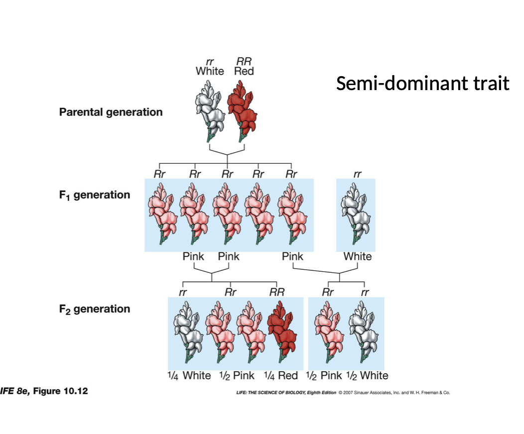 <ul><li><p>Contribution to continuous variation</p></li><li><p>Ex. Snap Dragon flower with rr white and RR red</p></li><li><p>Homozygous progeny are white or red</p></li><li><p>But heterozygous progeny (Rr) turn pink</p></li><li><p>Due to the non functional genes from the recessive allele</p></li></ul><p>Summary: Three phenotypes for one gene, two alleles</p>