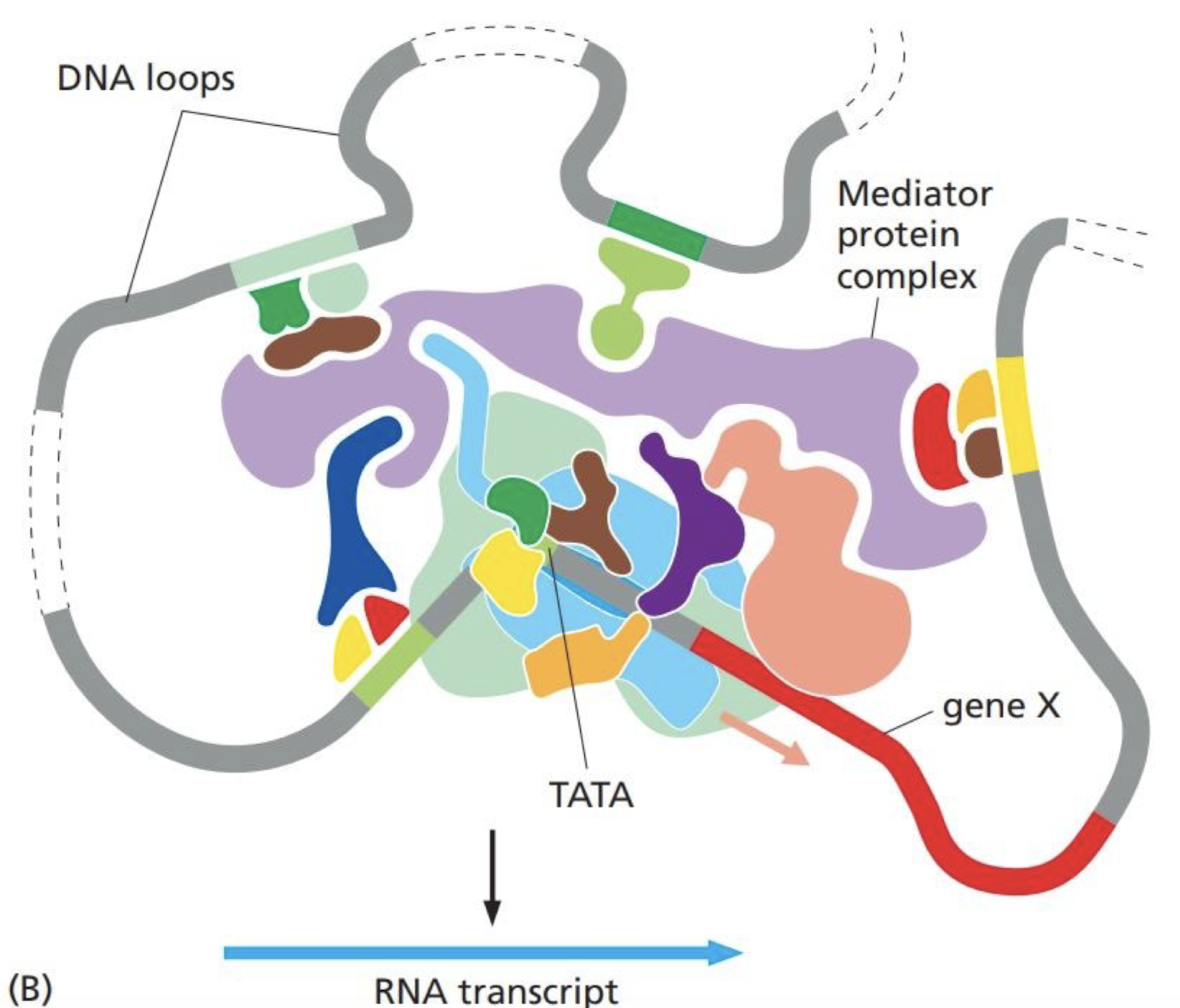 <p>DNA looping</p>