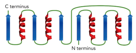 <p>Combining alpha-helices &amp; beta-strands</p>