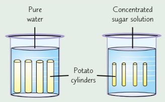 <p>Potato cylinders</p><ul><li><p>Cut up <strong>potato</strong> into identical cylinders</p></li><li><p>Get beakers with <strong>diff sugar solutions </strong>in them - one should be <strong>pure water</strong>, another should be <strong>very concentrated</strong> sugar solution, and a few with concentrations <strong>in between</strong></p></li><li><p>Measure <strong>length</strong> of cylinders, then leave a few cylinders in each beaker for half an hour</p></li><li><p>Take them out and measure lengths <strong>again</strong></p></li></ul><p>If cylinders have drawn water by osmosis, they’ll be <strong>longer</strong><br>If water has been drawn out, they’ll have <strong>shrunk</strong></p>
