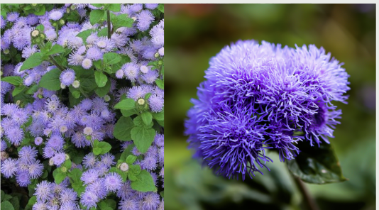 <p><span style="font-family: &quot;Gowun Batang&quot;, serif;">Compact mounds with fluffy clusters of soft blue to lavender flowers above green foliage.</span></p>