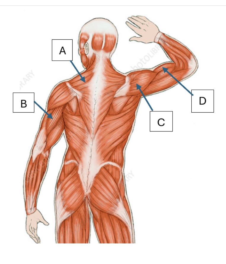 <p>Match the letter to the muscles listed below:</p><p><br>Trapezius, Triceps brachii, Deltoid, Bicep brachii</p>