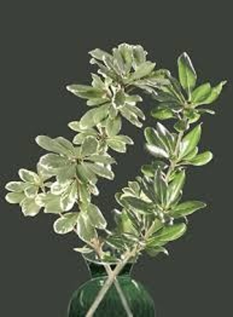 <p>Variegated Pittosporum; Filler</p>