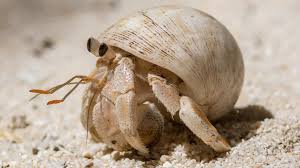 <p>Where would having a shell as your hiding place or home be the most helpful</p>