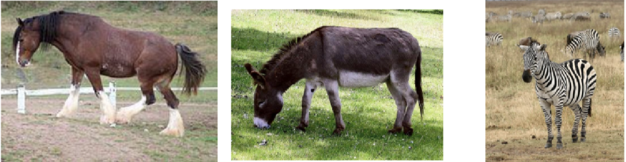 <ul><li><p><span style="background-color: transparent; font-family: "Times New Roman", serif;"><span>If you had 2 different </span><strong><span>equine species </span></strong><span>exposed them to the same stimuli- would they react the same?</span></span></p></li></ul><p></p>