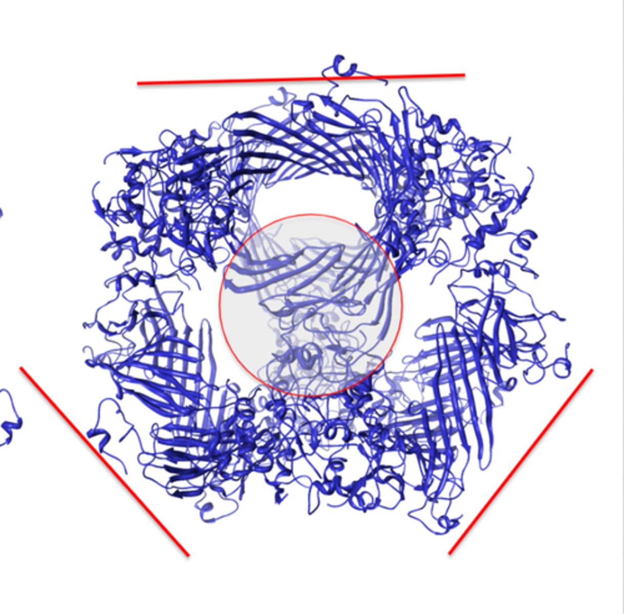 <p>triple hybrid structure</p><p>-alpha helix and beta sheets</p>