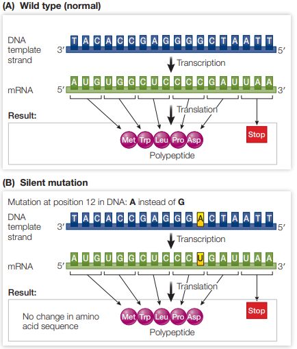 <p>Change in nucleotide to another codon triplet does not affect the amino acid it codes for due to the degeneracy of the genetic code</p><p>Gene would encode for a functional protein (same as gene without synonymous mutation)</p>