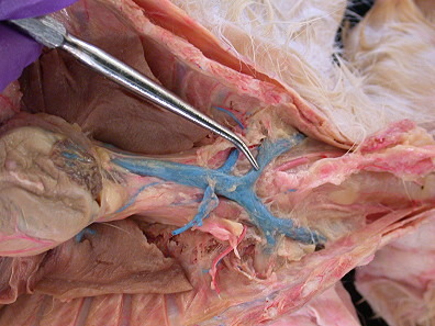<p>carry blood from the cephalic, subclavian, and jugular veins to the cranial vena cava</p>