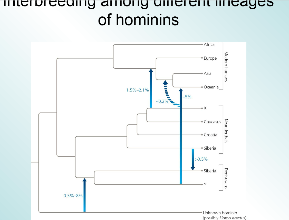<p>what happened to homo neanderthals </p>