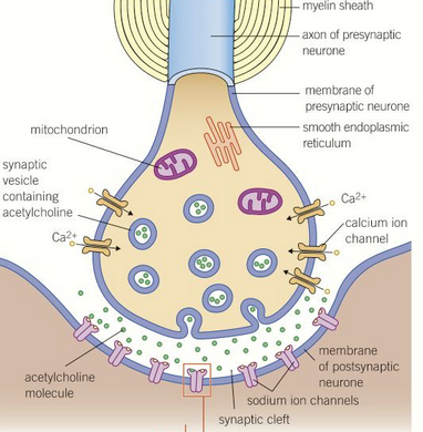 term image