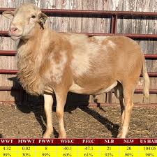 <ul><li><p>originated in United States</p></li><li><p>meat breed</p></li><li><p>low maintenance, tolerant of extreme climates, parasite resistance</p></li><li><p>hair wool</p></li></ul><p></p>