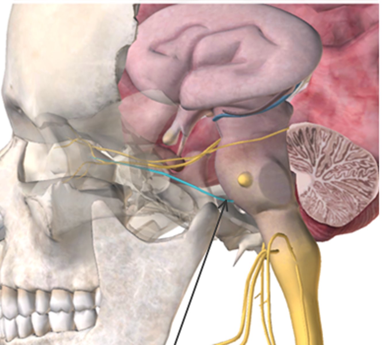 <p>What cranial nerve is highlighted in blue (also indicated by the arrow) in the figure below?</p><p>A. Optic</p><p>B. Oculomotor</p><p>C. Trochlear</p><p>D. Abducens</p><p>E. Spinal Accessory</p>