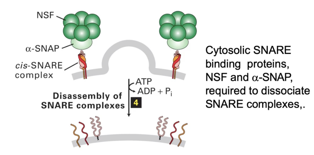 <ul><li><p>SNARE complex must be disassembled</p></li><li><p>NSF and alpha-SNAP proteins bind to SNARE complex</p></li><li><p>They unwind the 4-helix SNARE bundle</p></li><li><p>Freed SNAREs recycle and diffuse in membranes for reuse</p></li></ul><p></p>