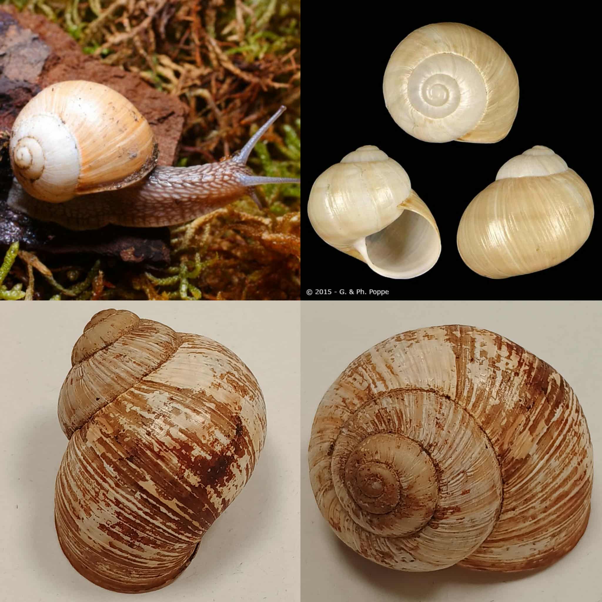 <p>Kmeň: Mollusca (mäkýše)<br>Trieda: Gastropoda (ulitníky)<br>Skupina: Pulmonata (pľúcnatce)</p>