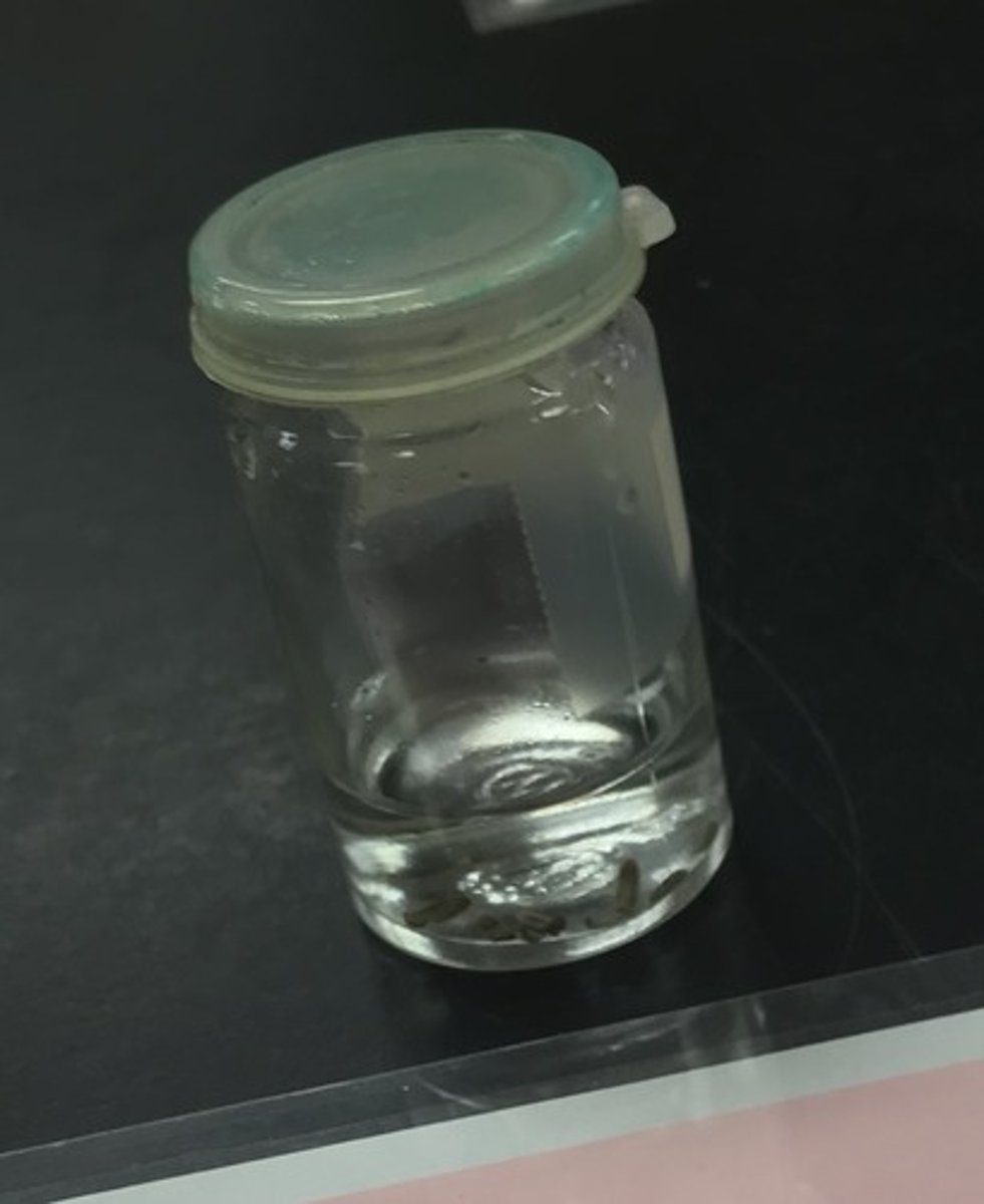 <p>For the following specimen(s), give the entire taxonomy and the name of the specimen(s)</p>