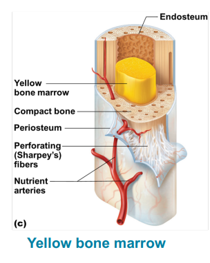 <p>loose connective tissue which supports blood-forming hematopoietic cells</p><p>children need more red marrow to help support growth.</p><p>as you age red marrow is replaced with yellow marrow</p><p>adults only have red marrow in the pelvis, proximal femur, proximal humerus, vertebrae, ribs, sternum, clavicles, scapulae, and some bones of the skull</p>