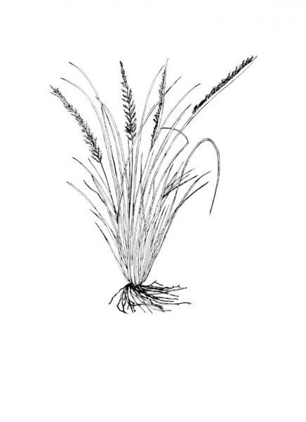 Meadow dropseed