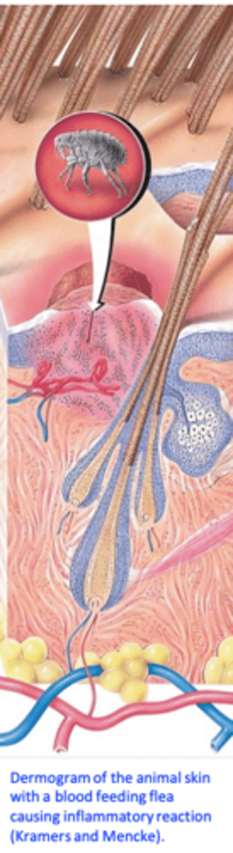 <p>1) Irritation• Physical presence of the fleas and their movement;</p><p>• Action of sucking blood (the flea bite is seen as a red spot with a halo varying in width and elevation).</p><p>• Injection of saliva </p>