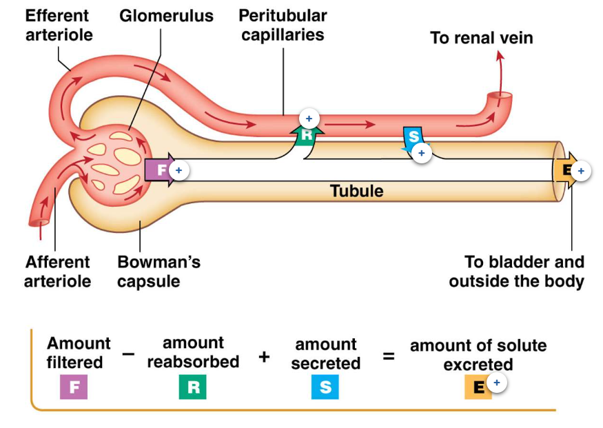 <p><span>Our kidneys produce 180 litres of filtrate per day. However, we only excrete approximately one and a half to two litres of urine a day. Therefore, most of the filtrate that is created must be reabsorbed back into our body so that it is not excreted as urine. Three processes of the kidney will affect how much fluid and what in that fluid&nbsp;is excreted (E); filtration (F), reabsorption (R)&nbsp;and secretion (S).</span></p><ul><li><p>Filtration </p><ul><li><p><span>The movement of fluid and the items dissolved in the blood from the glomerulus into the space of Bowman's capsule is called "Filtration". The fluid that enters Bowman's space is called filtrate. Filtration is a process that only occurs with the renal corpuscle.</span></p></li></ul></li><li><p>Reabsorption</p><ul><li><p><span>The movement of&nbsp;items from the filtrate within the tubule back into the surrounding capillary bed is called reabsorption. Most of the fluid that is originally filtered, is reabsorbed. Contents of the filtrate that are reabsorbed include water, ions, glucose and amino acids. The capillary bed that surrounds the tubule of a cortical nephron is the peritubular capillaries. These capillaries are very similar to the vasa recti capillary bed that surrounds juxtamedullary nephrons.</span></p></li></ul></li><li><p>secretion</p><ul><li><p><span>Items dissolved in the blood can also be added into the filtrate as it travels through the tubule. The movement from peritubular (or vasa recti) capillaries is called secretion. These are items that may not have had an opportunity to be filtered within the corpuscle and often include medications that our body is trying to remove at a quicker rate than these items can be normally filtered within the corpuscle.</span></p></li></ul></li><li><p>Excretion</p><ul><li><p><span>The filtrate that is collected in the renal pelvis, and then collects in the bladder is called urine. Urine is what is excreted from the body and the production of urine is called Excretion (E). The contents of urine is due to the earlier processes within the nephrons; Filtration (F), Reabsorption (R)&nbsp;and Secretion (S). The items excreted in urine are&nbsp;therefore due to how much of each item that was filtered, minus how much of that item was reabsorbed plus any more of that item that was secreted into the tubule.</span></p></li></ul></li><li><p>Formula for Excretion</p><ul><li><p>Filtration (F) - Reabsorption (R) + Secretion (S) = Excretion (E)</p><p style="text-align: left"></p><p style="text-align: left">In other words:</p><p style="text-align: left">In order to be excreted in urine, the item (ie solute) must be first filtered (F). If the item is then reabsorbed (R), it is therefore not excreted, so that is subtracted from the formula. If an item is secreted (S) into the filtrate (and not subsequently reabsorbed again), it will be part of what is excreted.</p></li></ul></li></ul><p></p>