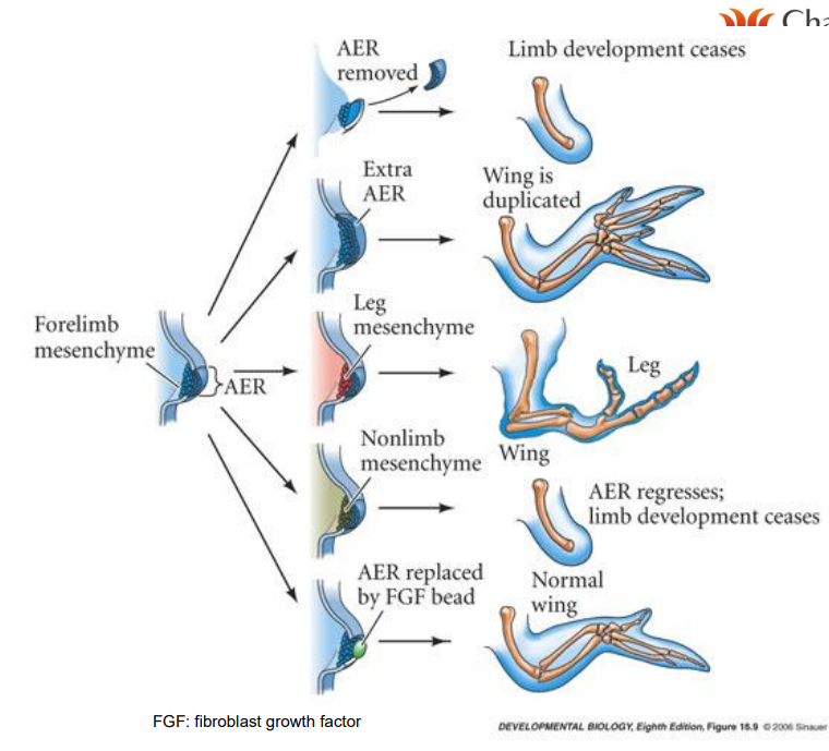 <ul><li><p>the AER keeps the mass of underlying mesenchyme (<mark data-color="purple">the progress zone (PZ)</mark>) in a “plastic” proliferative state to ensure limb outgrowth</p></li><li><p>maintains expression of molecules that specify the <mark data-color="purple">A/P (thumb pinkie)</mark> axis</p></li><li><p>interacts with proteins that specify the<mark data-color="purple"> D/V (knuckle-palm)</mark> axis of the distal limb</p></li></ul>
