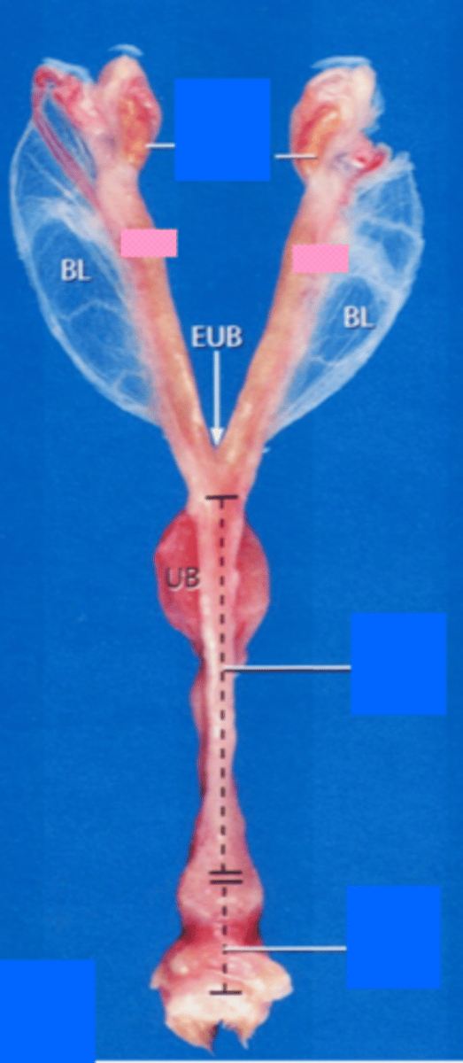 <p>- 2 distinct horns</p><p>- Very small uterine body</p><p>- 4 inches</p>