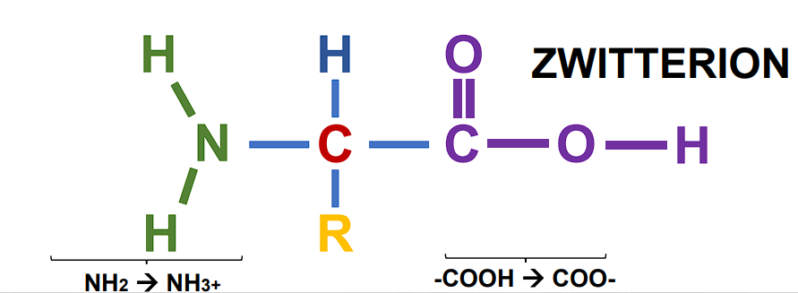 <p>ZWITTERION</p>