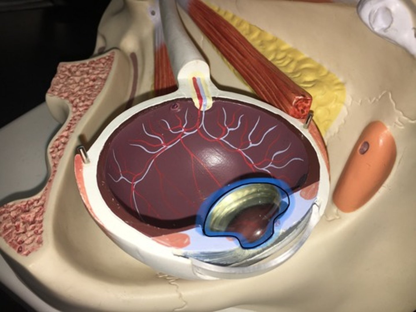 <p>Located directly behind the iris and the pupil. It is the second part of your eye, after the cornea. Clear disk: can be removed on model. Helps you focus.</p>
