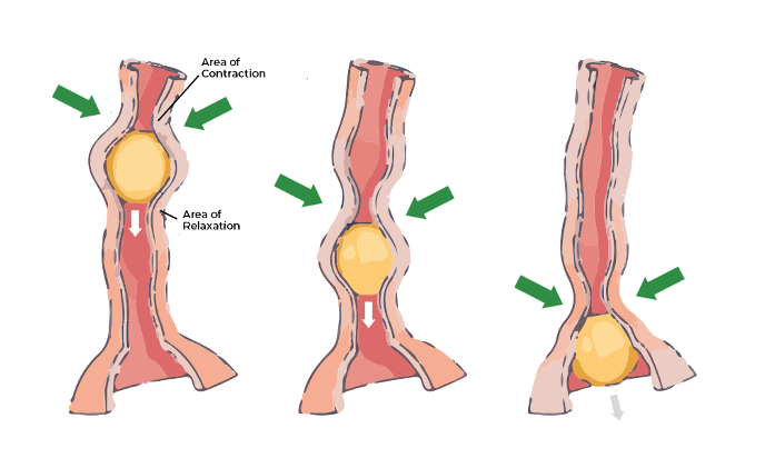 <p>symmetrical contraction of muscles which moves in a wave down the esophagus to help propel food through the digestive tract – uni-direction (one direction)</p><p></p>