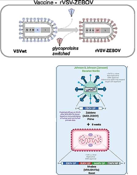 <ul><li><p><strong>Vaccines: rVSV-ZEBOV (ERVEBO</strong><span data-name="registered" data-type="emoji">®</span><strong>)*</strong> and <strong>Ad26. ZEBOV/MVA-BN-Filo </strong></p></li><li><p>Provides protection ONLY for <strong>Ebola Zaire</strong>, not Marburg virus</p></li></ul><p></p><p><em>*</em><strong><em>Replication-competent attenuated</em></strong><em> vaccine. The virus is </em><strong><em>weakened</em></strong><em> but can still </em><strong><em>replicate</em></strong><em> to trigger an immune response </em><strong><em>without causing disease</em></strong></p>
