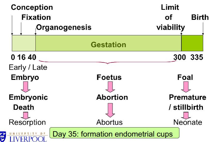 <p>embryo is up to point where placenta is fully formed and implantation takes place, after this its a foetus</p><ul><li><p>if then lose pregnancy its abortion&nbsp;</p></li></ul><p> </p>