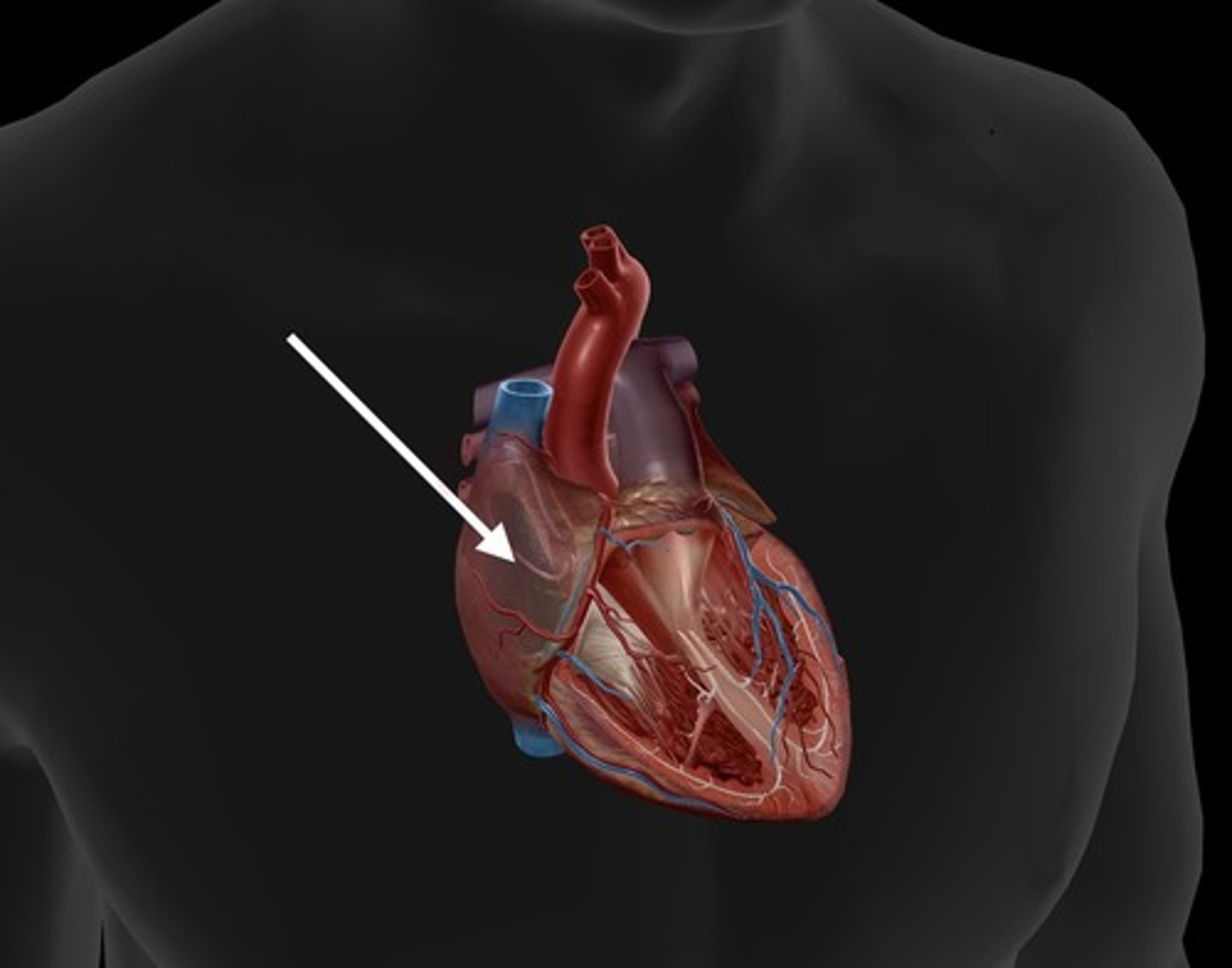 <p>receives deoxygenated blood from the body</p>