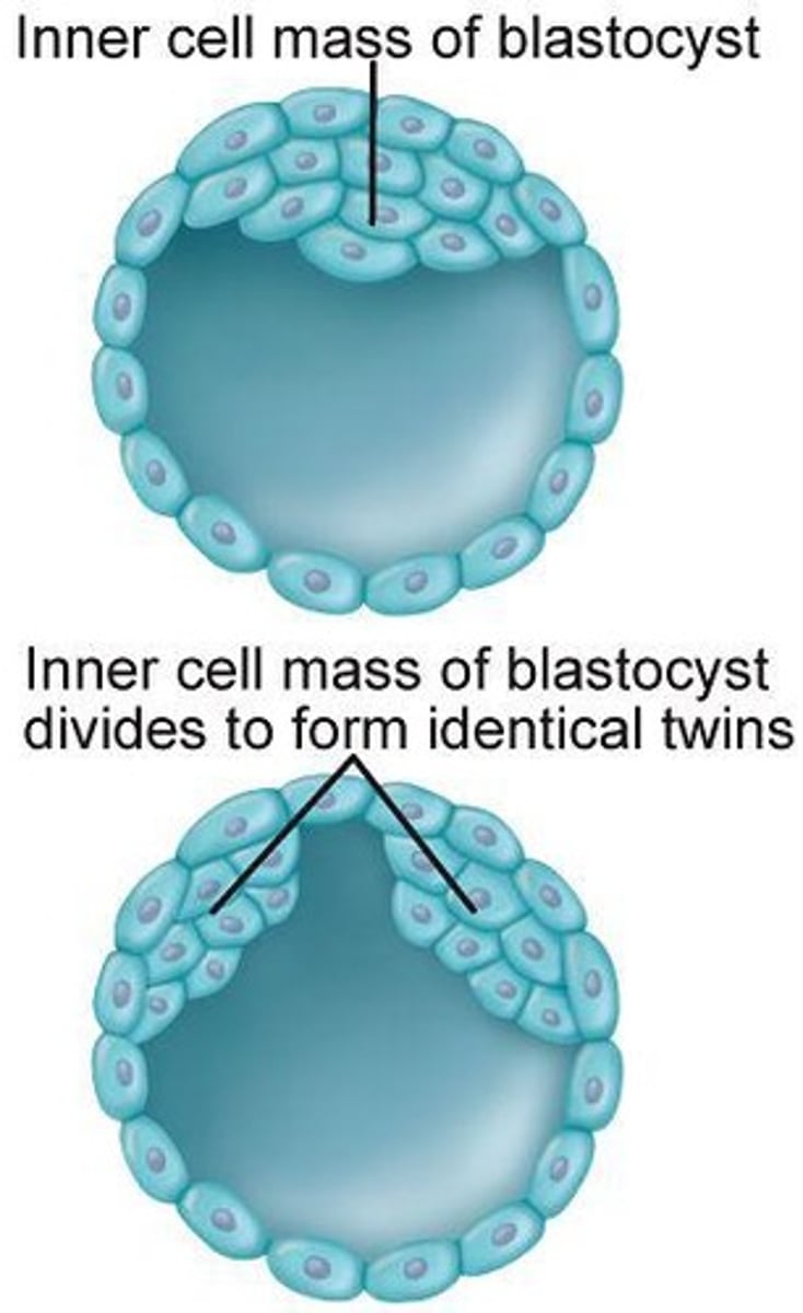 <p>Hollow ball of cells by day five.</p>