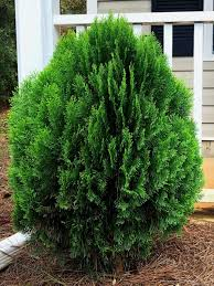 <p>Arborvitae</p>