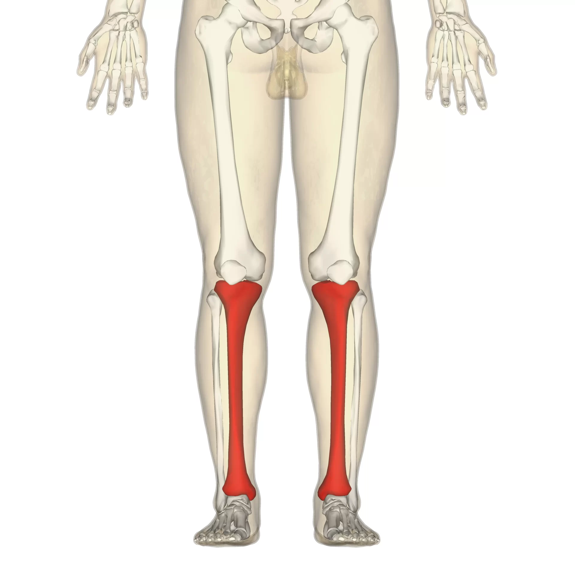 <p>Medial shin bone. Features: condyles, tibial tuberosity, anterior crest, medial malleolus.</p>