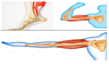 <p></p><ul><li><p>These muscles, such as those in the back and core, work continuously to maintain upright posture and balance.</p></li><li><p>They counteract gravity and keep us from toppling over.</p></li></ul><p></p><ul><li><p>Muscles surround joints and work in pairs to provide stability.</p></li><li><p>For example, the quadriceps and hamstrings work together to stabilize the knee joint.</p></li></ul><p></p><ul><li><p>Muscles enable us to perform complex movements while maintaining balance.</p></li><li><p>For instance, when walking, muscles in the legs and core work together to keep us upright and prevent falls.</p></li></ul><p></p>