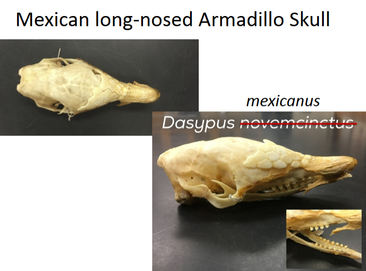 <p>Mexican Long-Nosed Armadillo skull. </p><p>Tympanic bulla ring-like, incomplete</p>