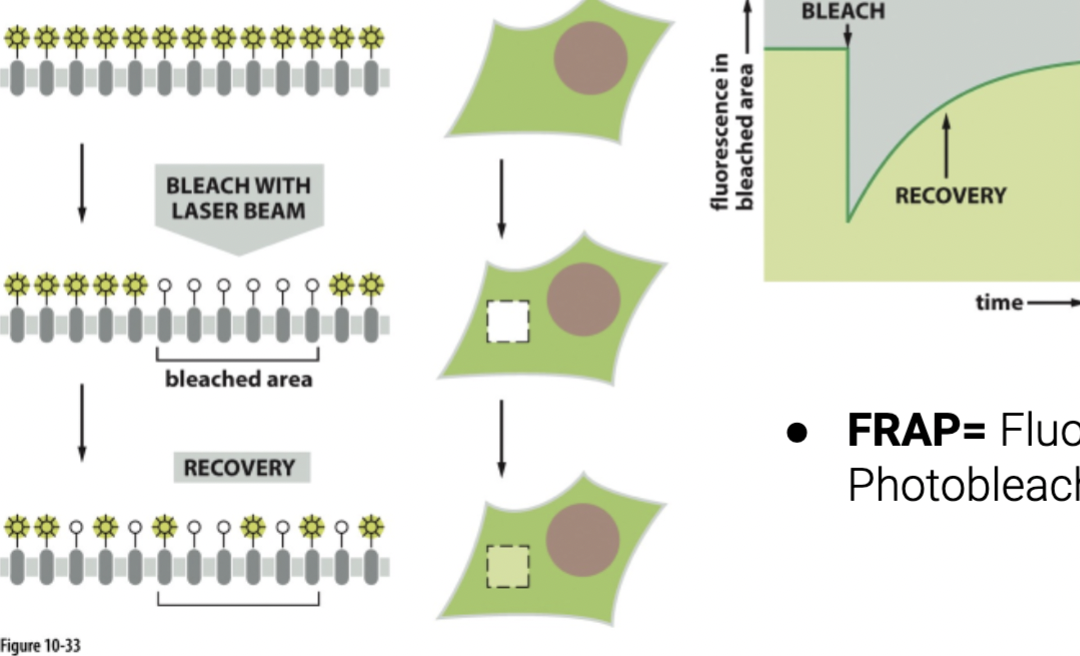 <p><span>involve bleaching a small region of fluorescently labeled proteins or lipids within a cell membrane and then observing how quickly the fluorescence returns to the bleached area. If lateral diffusion is occurring, unbleached molecules from surrounding areas will move into the bleached region, resulting in a recovery of fluorescence over time. The rate of fluorescence recovery provides insights into the speed and extent of lateral diffusion in the membrane.</span></p><ul><li><p><span>directly observe the recovery of fluorescence in a bleached area to measure the speed of lateral movement.</span></p></li></ul>