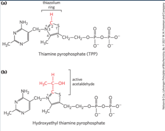 <ul><li><p>Vitamin B1</p></li><li><p>reactive carbanion</p></li><li><p>aldehydes </p></li><li><p>decarboxylation </p></li></ul><p></p>