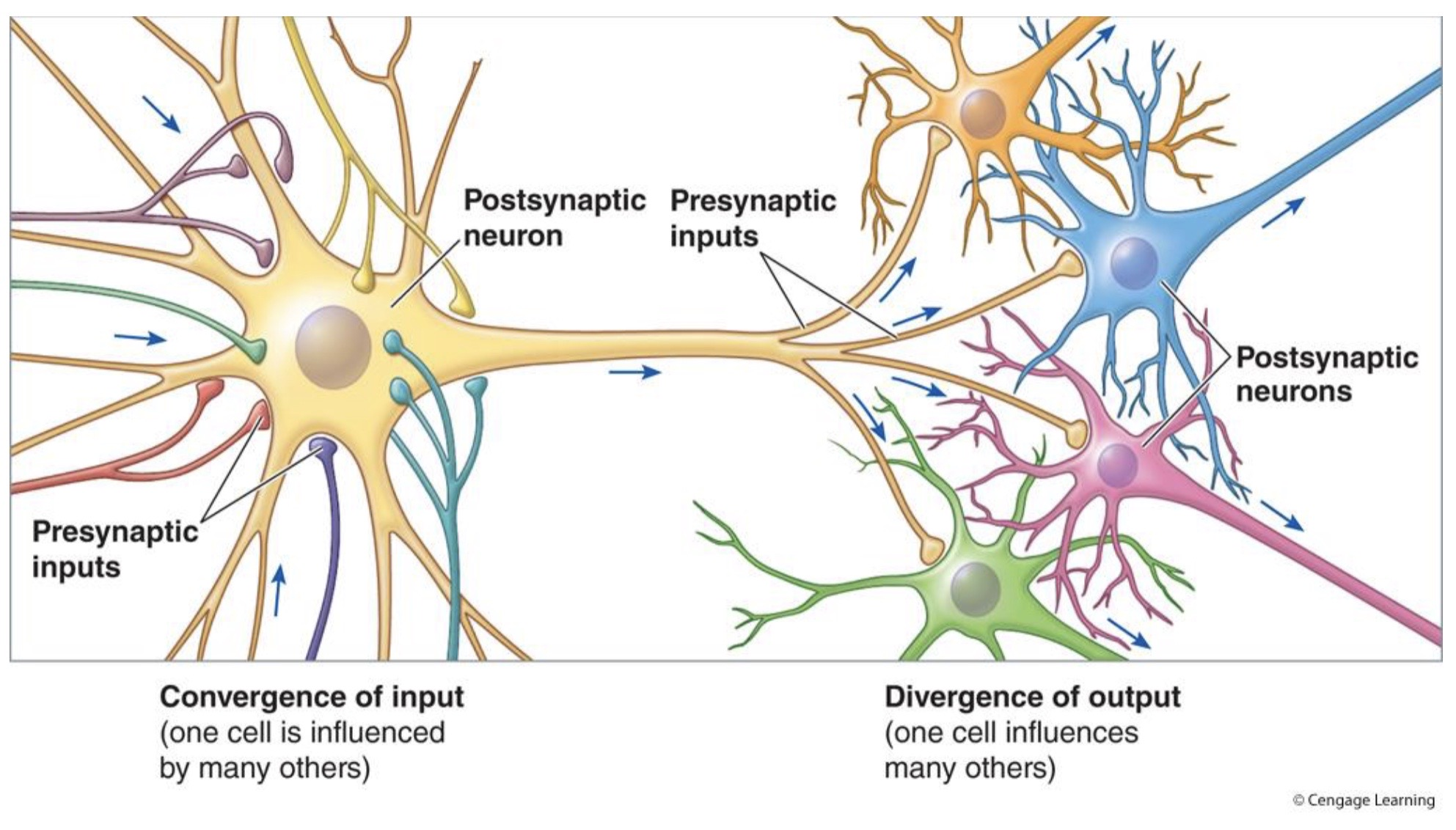 <p> ★ So the <strong>axon hillock is actually receiving</strong> the</p>