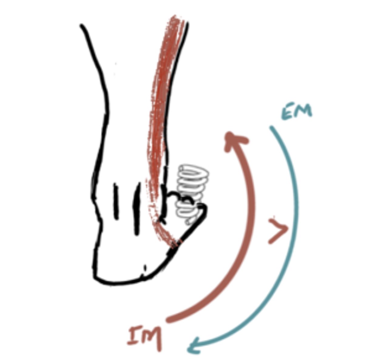 <p>IM: Eversion (Fibularis)</p><p>EM: Inversion</p><p>IM&gt;EM (concentric) *eversion*</p><p>Angle = everted</p>