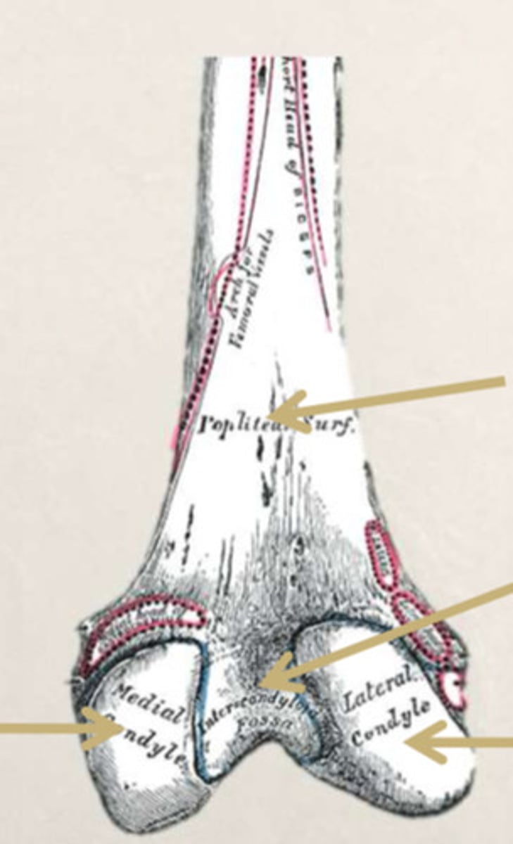 <p>anterior/posterior proximal/distal of the femur</p>